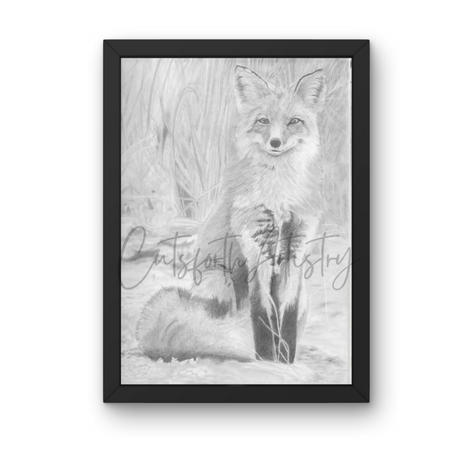 British Wildlife study of a red fox at a field edge.