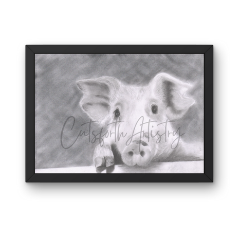 High contrast close up of a charcoal drawn piglet 