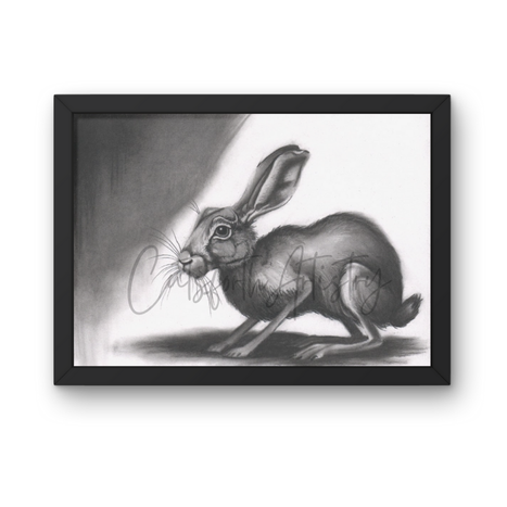 monochrome study of a british brown hare