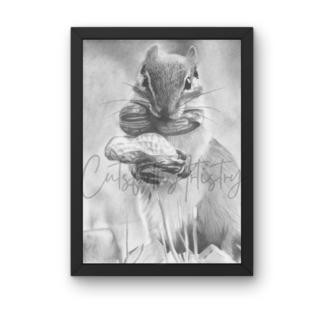 Fine art monochrome charcoal drawing of a grey squirrel holding a monkey nut titled Nutts by Cutsforth Artistry