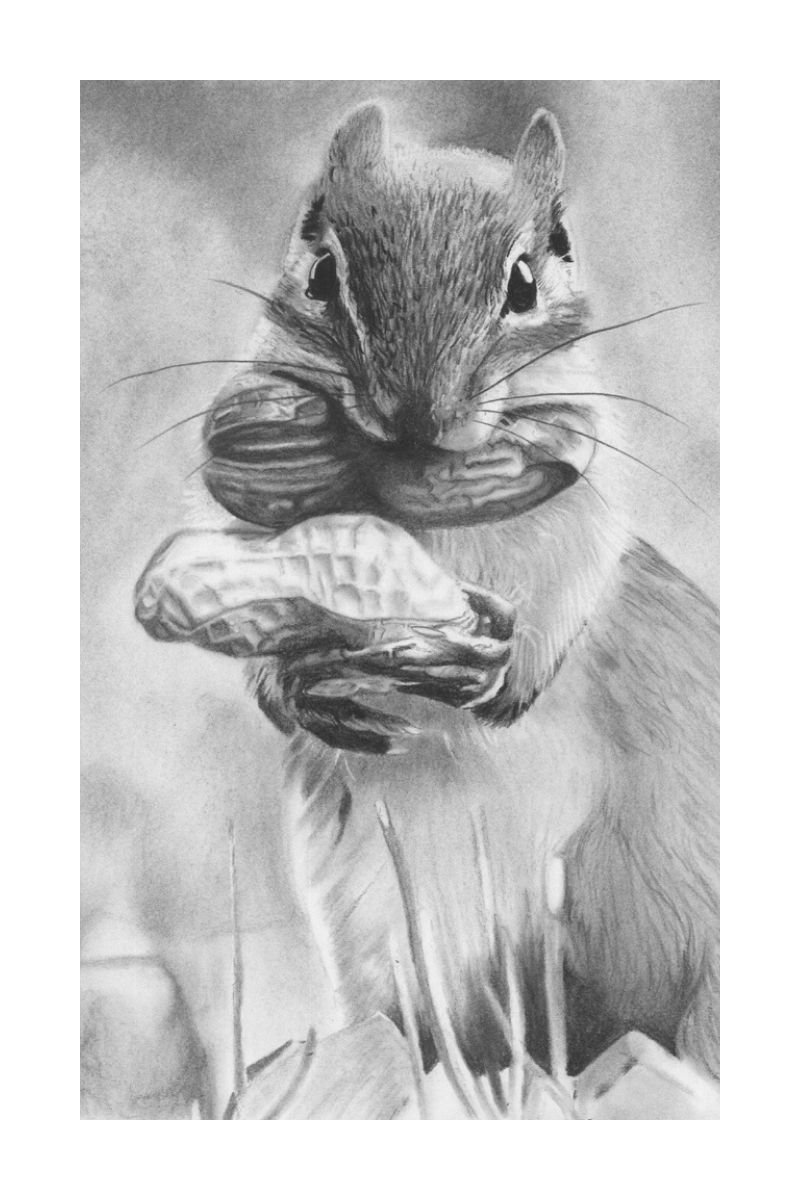 Monograph 01: Value Allocation and Textural Density in Wildlife Isolation study of a grey squirrel on 310gsm paper by Cutsforth Artistry.